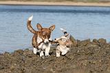 CORGI CARDIGAN 249